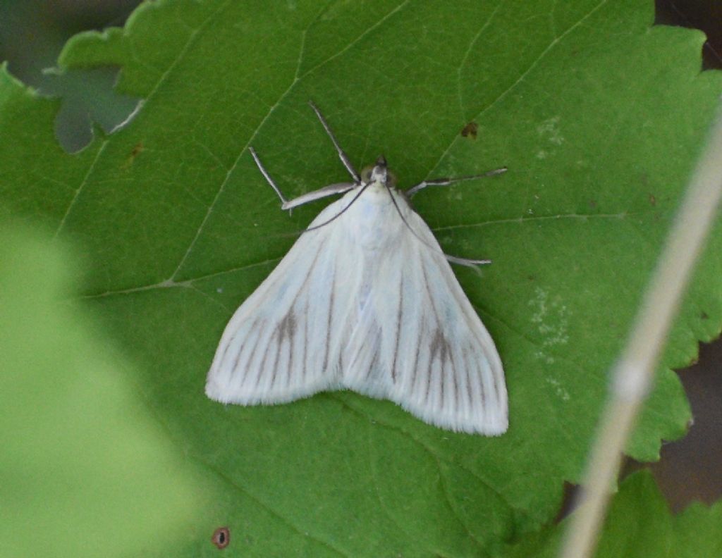 Sitochroa palealis?